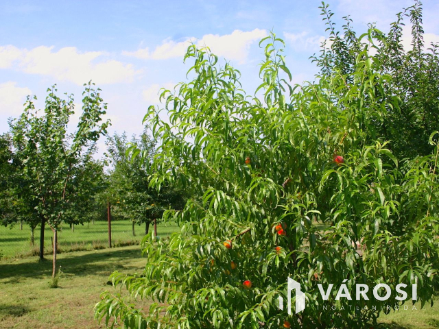 Ha vállalkozást szeretne elindítani,