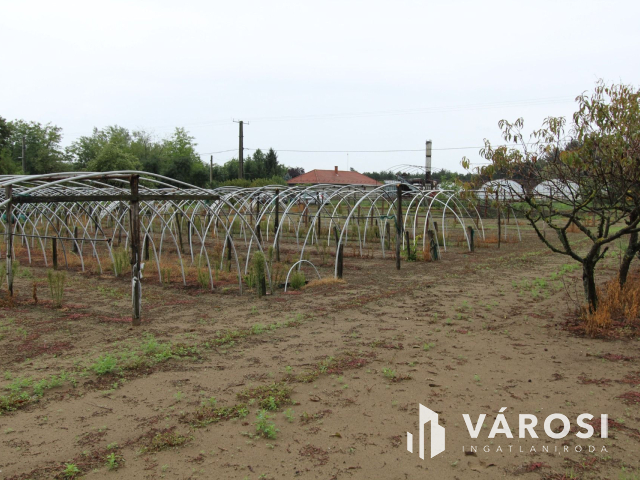 Napfényes mezőgazdasági terület 3000m2-en, Szatymazon eladó