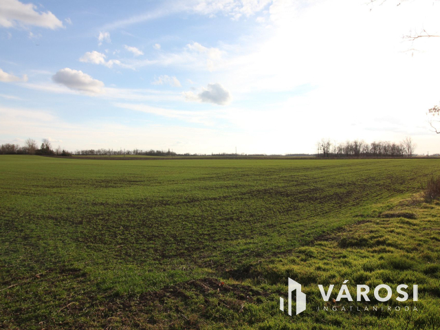 Eladó szántó Székkutas külterületén