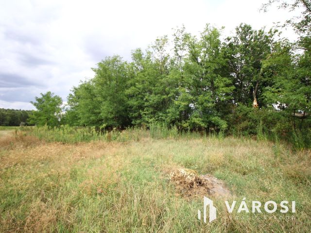 Madárcsicsergős tanya, nagy telekkel