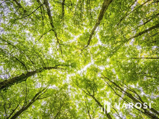 Szőregi erdő,kiskert árban eladó.