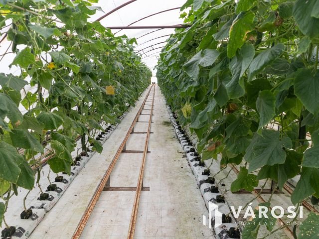 Erdészház utcai gazdaság Eladó