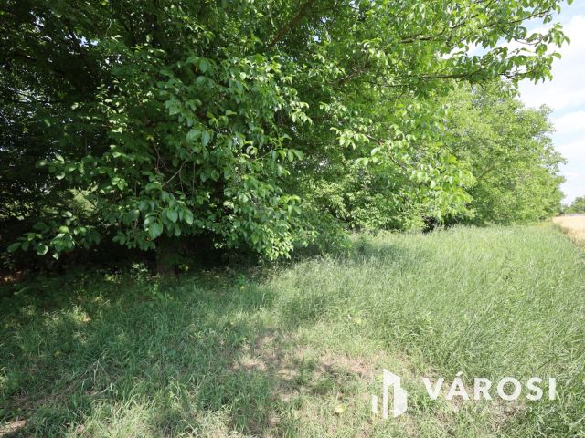 Eladó tanya Gyulán a Kálvárián