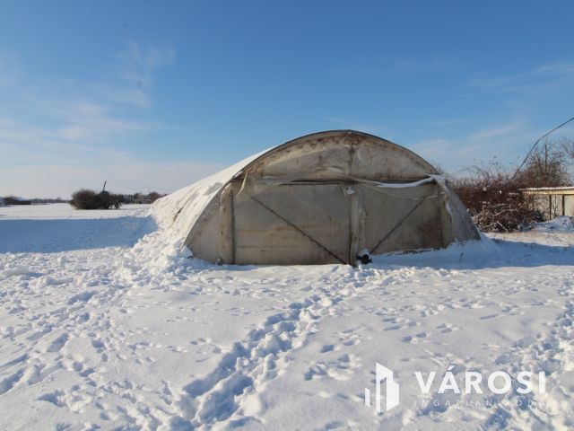 Szántó fóliasátorral a Vásárhelyi út mellett