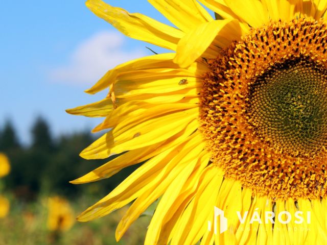 Kiváló minőségű termőföld Kondoros határában