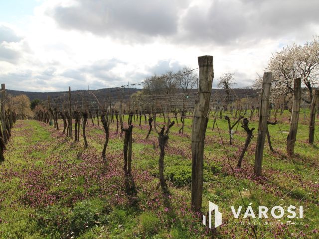 Borkedvelők kőszegi panorámás szőlőse, gyümölcsöse