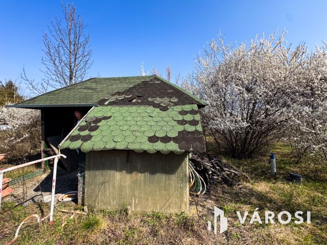 Tágas zártkert termő gyümölcsfákkal a Körös mellett